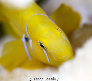 Playing peek-a-boo with a Citron Goby. by Terry Steeley 